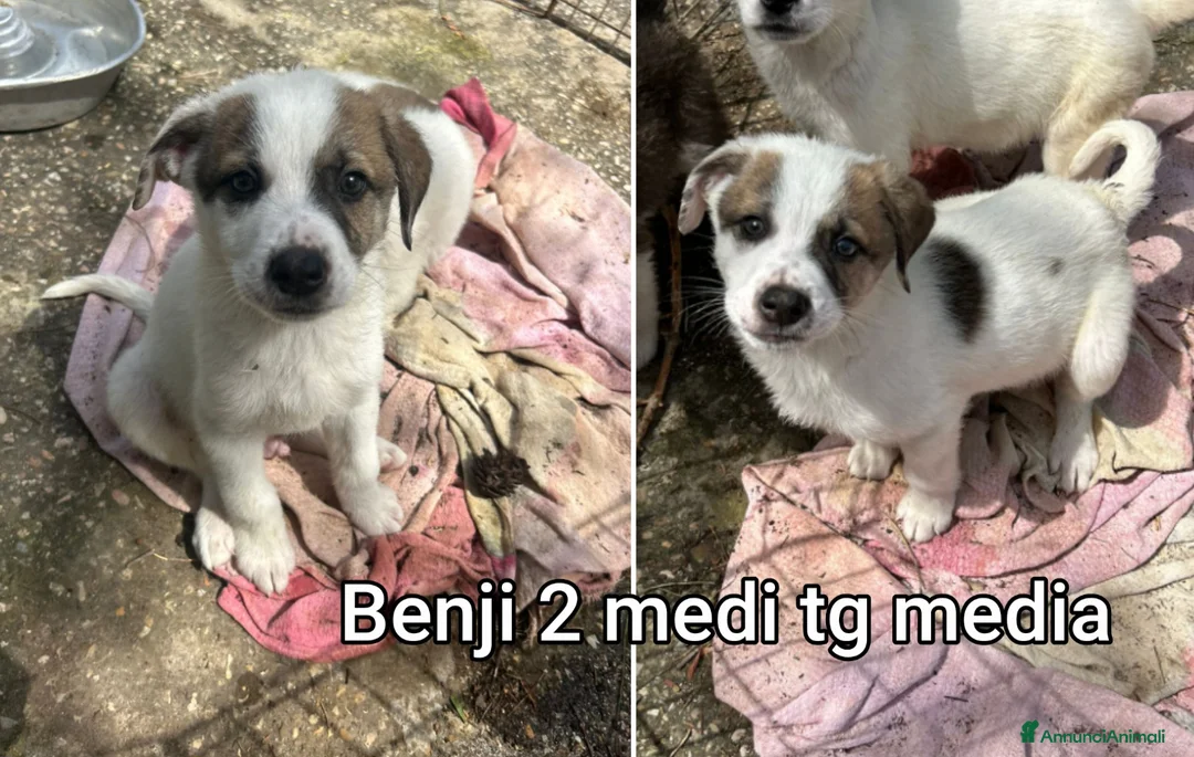 Meticcio cani in regalo: TROPPI CUCCIOLI SOLI IN RIFUGIO  a Provincia di Verona - Annuncio 11
