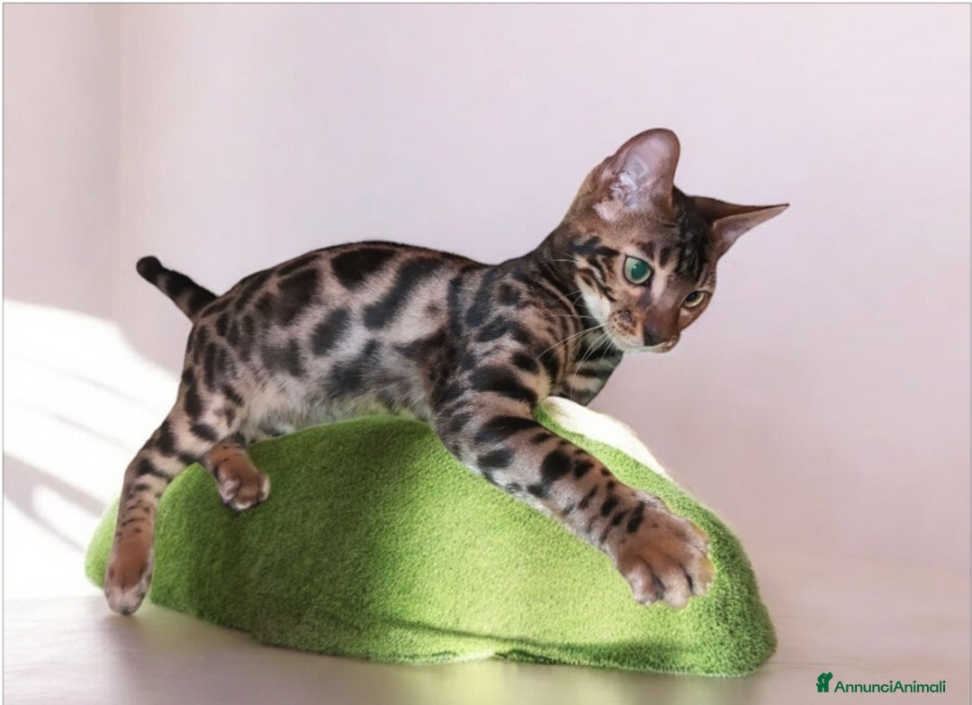 Bengala gatti in vendita: Dolcissimi cuccioli Bengala  - Annuncio 3