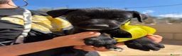 Meticcio cani in regalo: CARAMELLO, LEONE, BALOO, GINEVRA E MARTINA - Annuncio 2