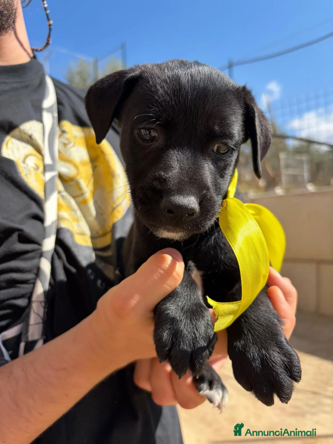 Meticcio cani in regalo: CARAMELLO, LEONE, BALOO, GINEVRA E MARTINA - Annuncio 2