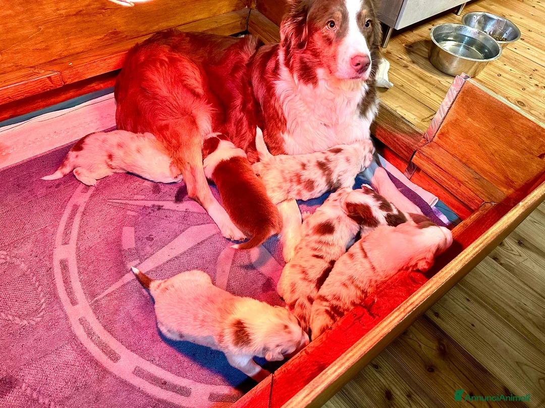 Australian Shepherd cani in vendita: Vendesi Cuccioli di Pastore Australiano  RED MERLE - Annuncio 4