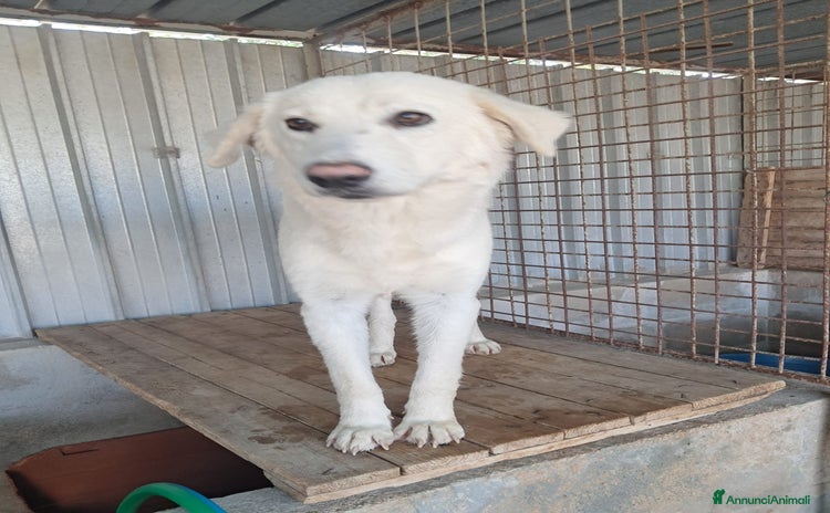 Meticcio cani - Annuncio 18