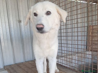 Meticcio cani GIPSY cucciola bianca - Annuncio 39