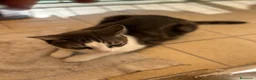 Europeo gatti in regalo: “ YOGHI” GATTO IN REGALO VA D’ACCORDO CON GATTI a Provincia di Vercelli - Annuncio 5