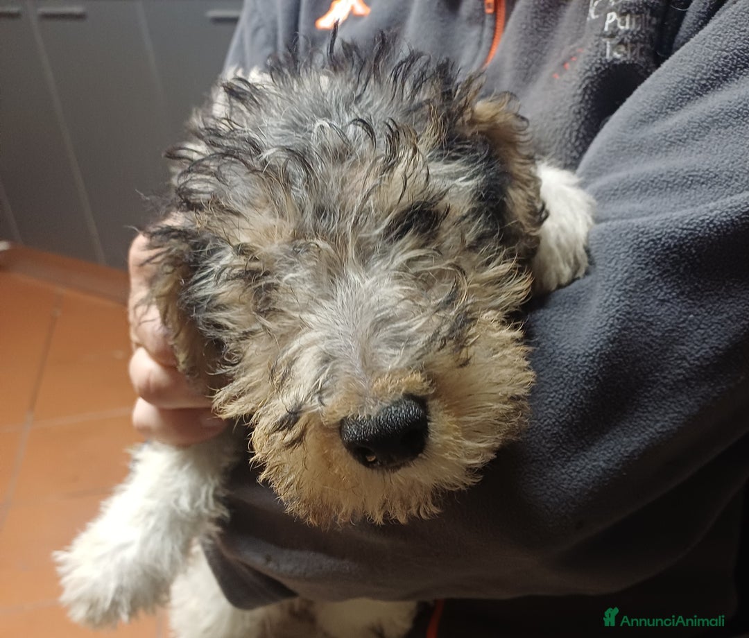 Fox Terrier cani in vendita: Vendita cuccioli fox terrier - Annuncio 4