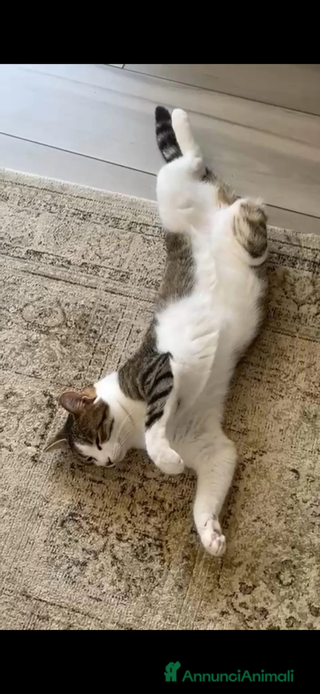 Altre razze gatti in regalo: GATTE ADULTE  - Annuncio 8