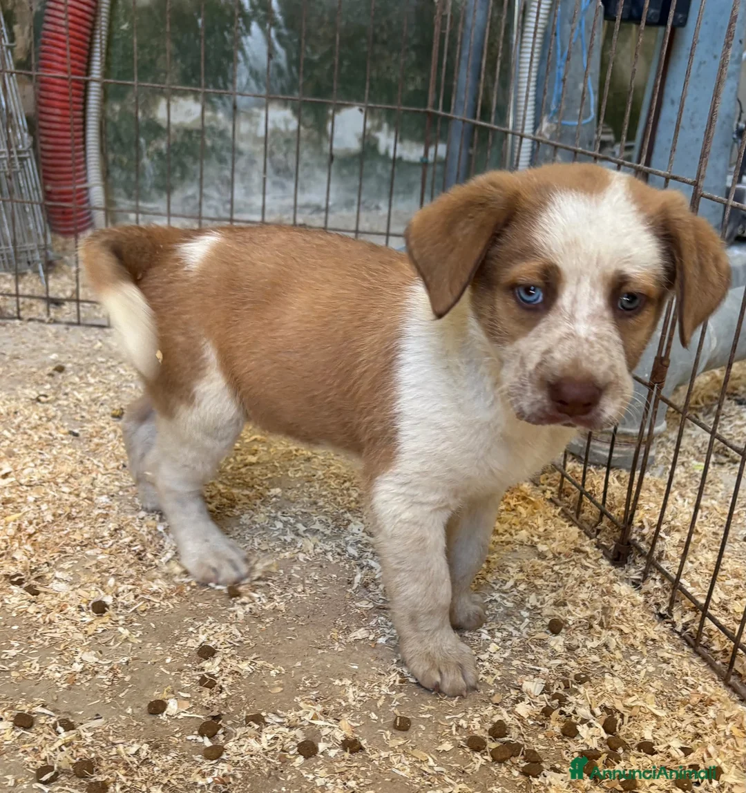 Meticcio cani in regalo: CUCCIOLI IN CERCA D'AMORE  a Provincia di Prato - Annuncio 2