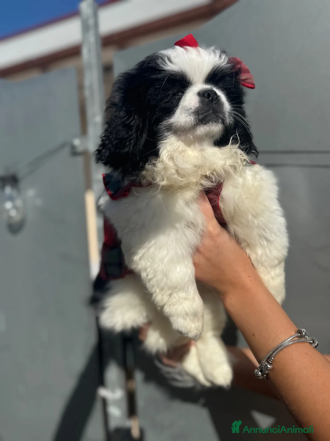 Pechinese cani in vendita: Cucciola femmina - Annuncio 5