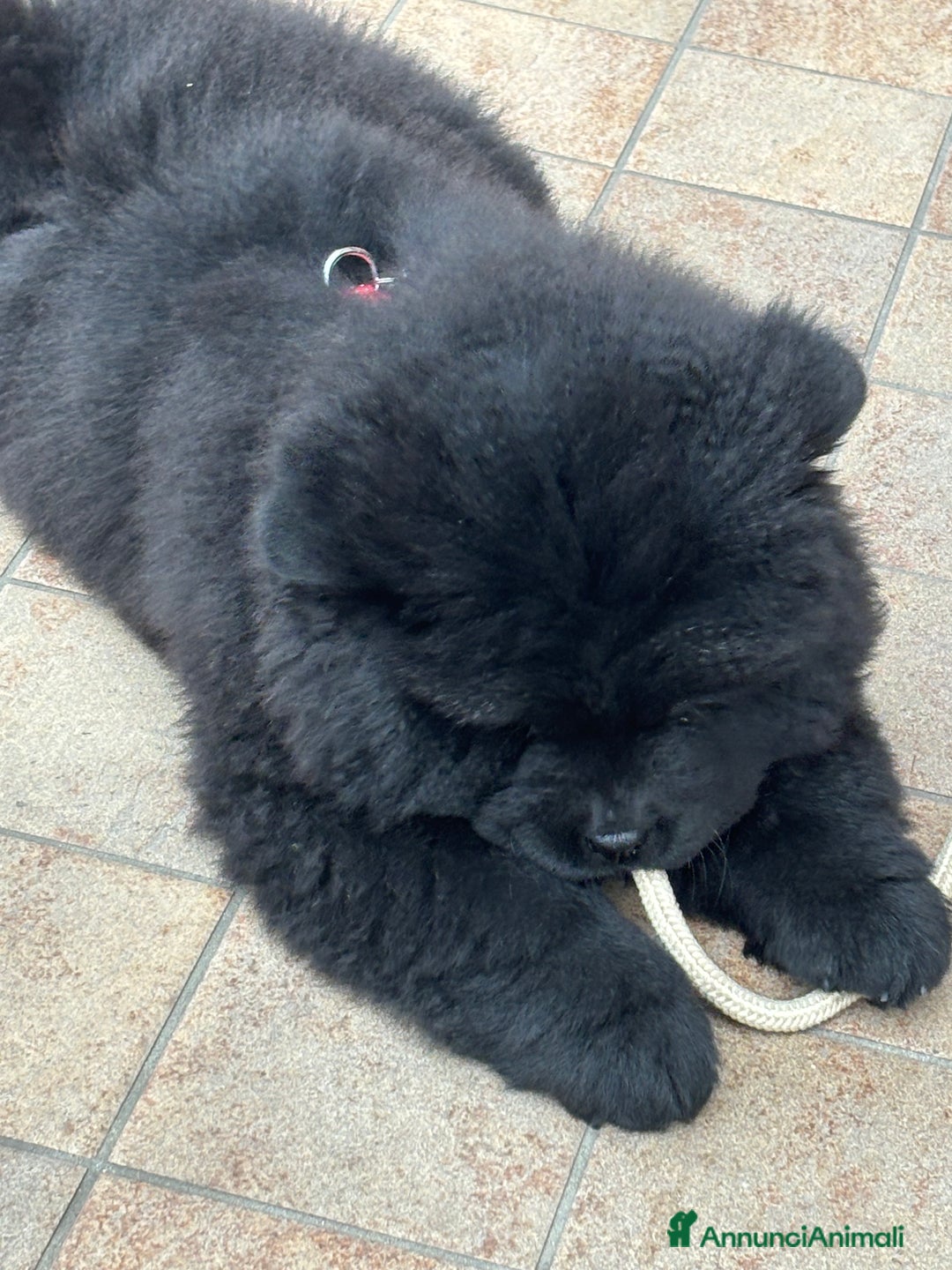 Chow Chow cani per accoppiamento: Chow chow maschio per monta  - Annuncio 7