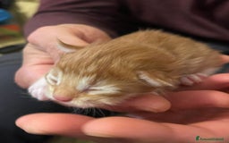 Maine Coon gatti in vendita: Cuccioli di Maine Coon - Immagine 15