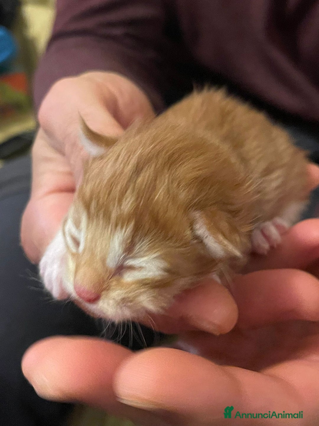 Maine Coon gatti in vendita: Cuccioli di Maine Coon - Immagine 15