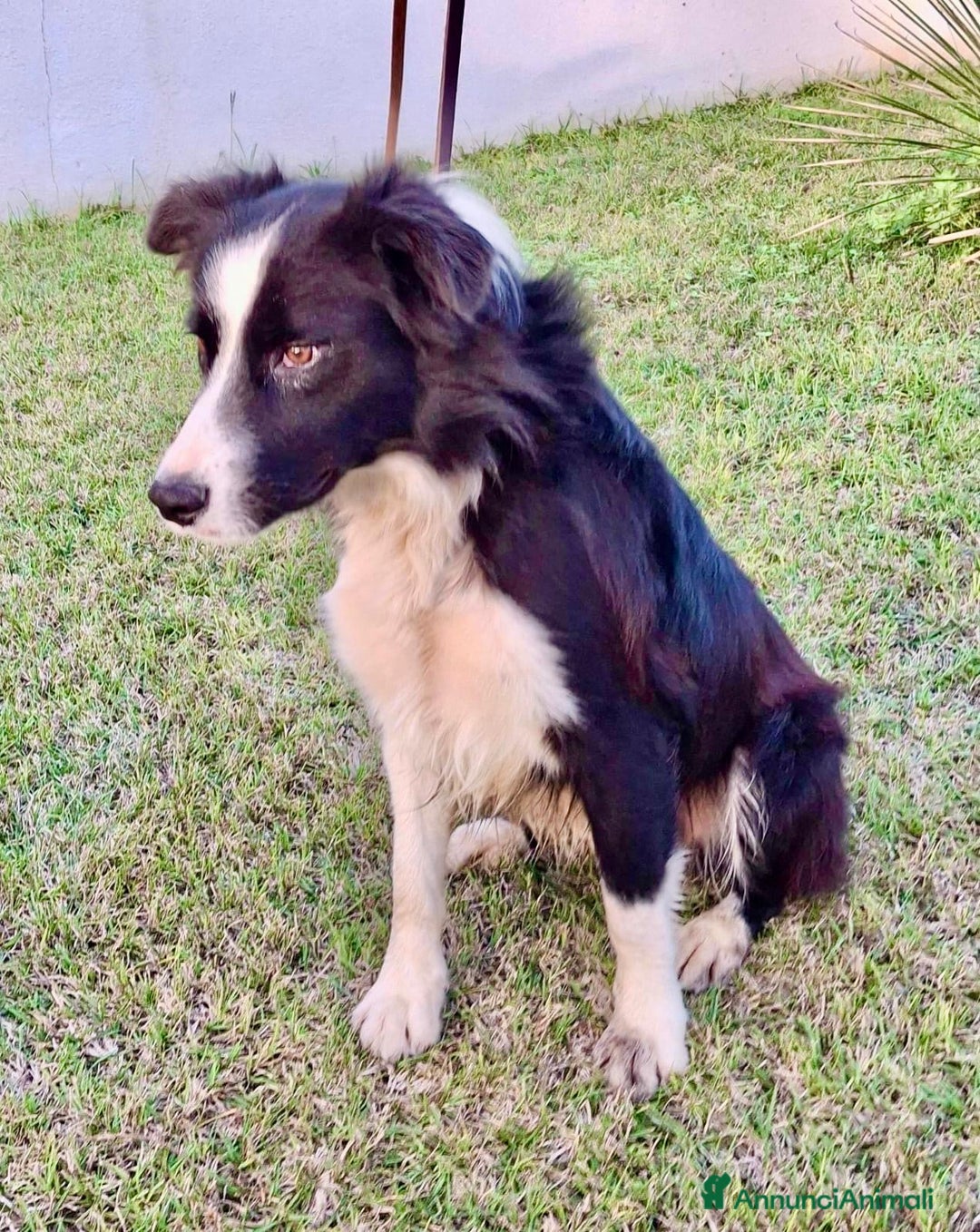 Border Collie cani in regalo: GIOTTO 💙 -abbandonato, dagli un’altra possibilità - Annuncio 4