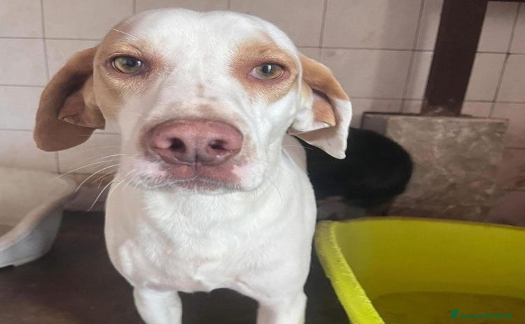 Meticcio cani a Provincia di Latina - Annuncio 19