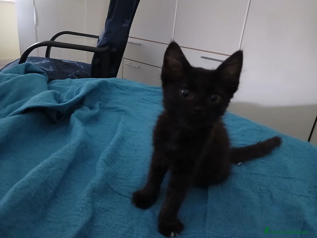 Meticcio gatti in regalo: Gattina adorabile misto Siamese nero/Angora a Provincia di Avellino - Annuncio 1