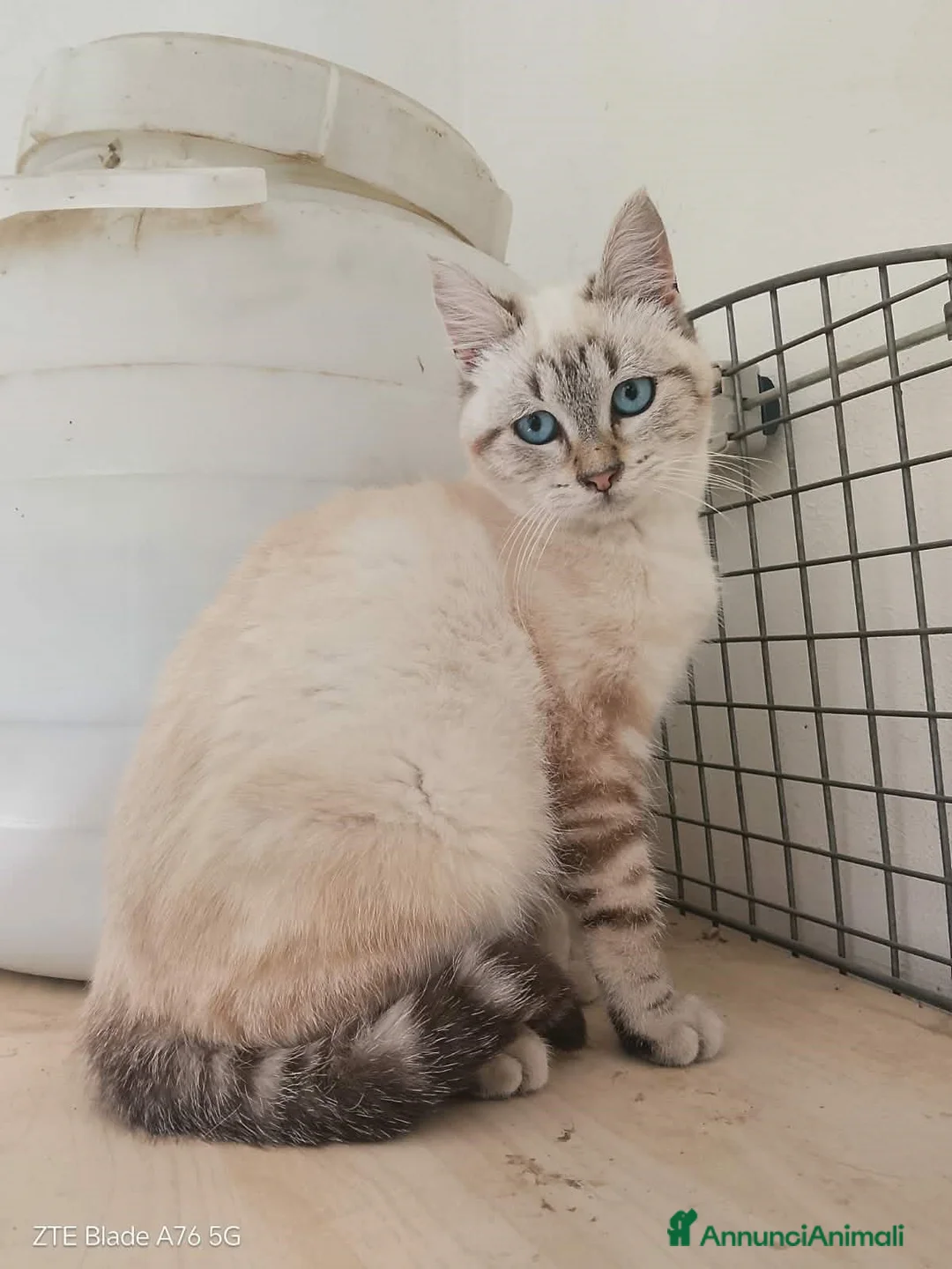 Meticcio gatti in regalo: affettuosi gattini in regalo - Annuncio 1