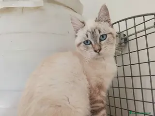 Meticcio gatti affettuosi gattini in regalo - Annuncio 1