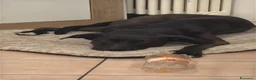 Meticcio cani in regalo: Billa - Annuncio 12