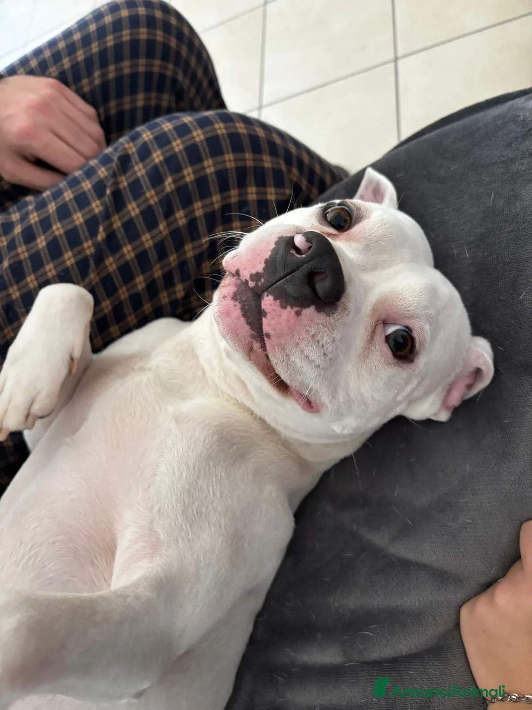 Pitbull cani in regalo: Regalo Pitbull  - Annuncio 2