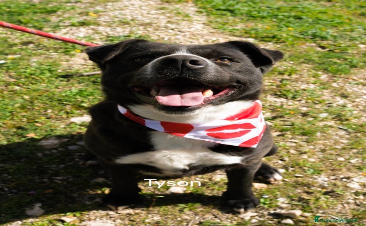Meticcio cani a Città Metropolitana di Firenze - Annuncio 15