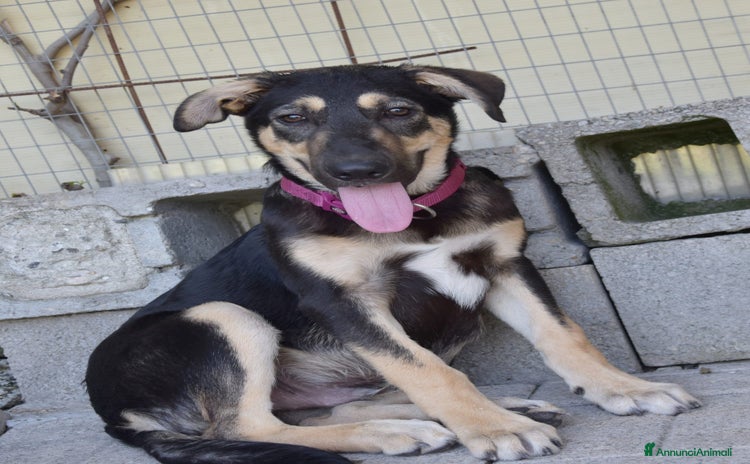 Meticcio cani a Provincia di Reggio Emilia - Annuncio 18