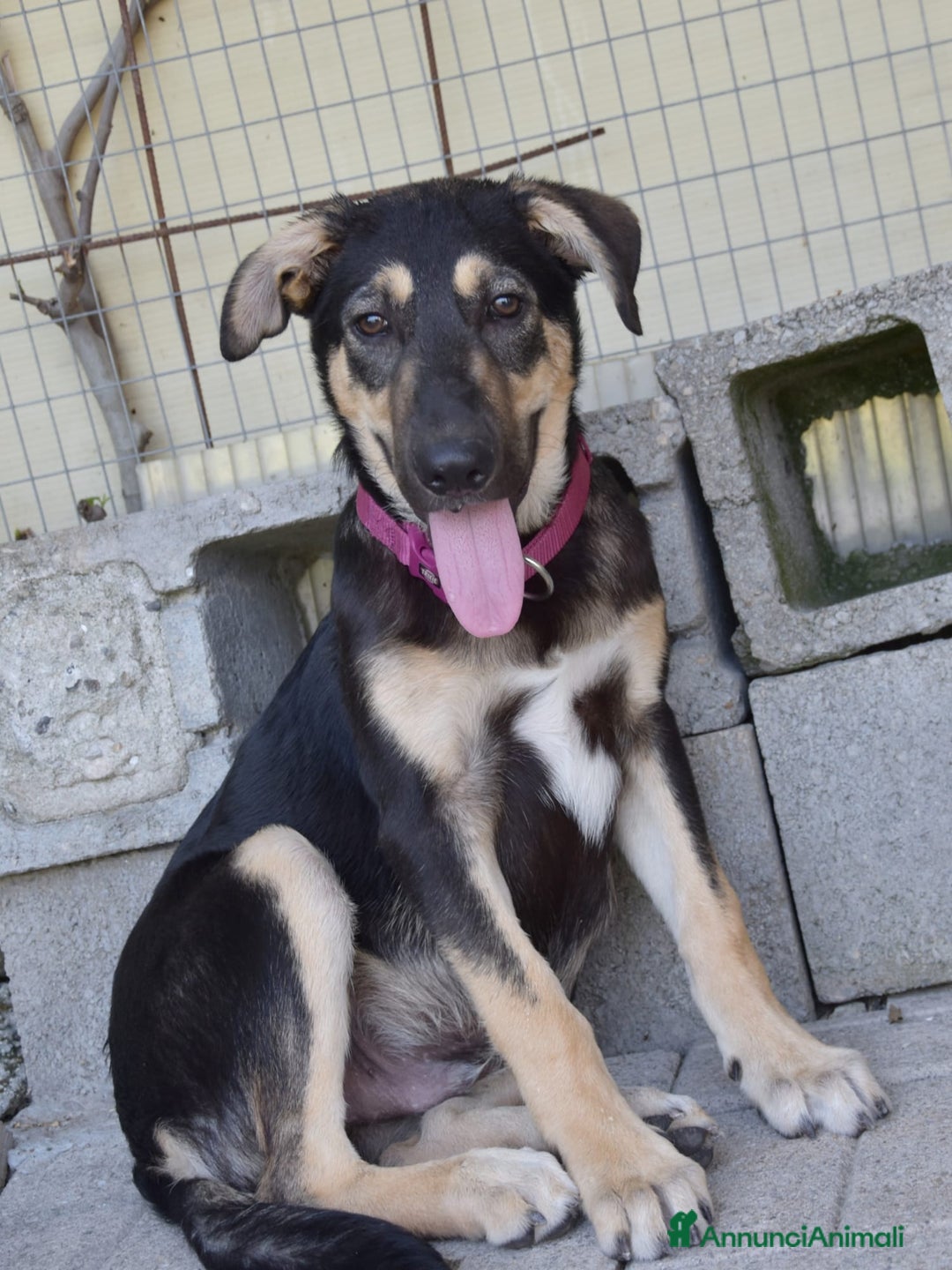 Meticcio cani in regalo: LUCKY adorabile cucciolotto - tg media a Provincia di Reggio Emilia - Immagine 1