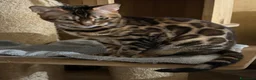 Bengala gatti in regalo: Bengala - Annuncio 1