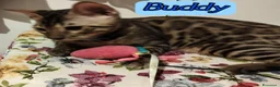 Bengala gatti in vendita: Gattini Bengala pedigree Afsi 4 mesi snow s.brown  - Annuncio 5