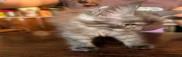 Maine Coon gatti in vendita: Meravigliosi cuccioli Maine Coon a Città metropolitana di Roma Capitale - Annuncio 12