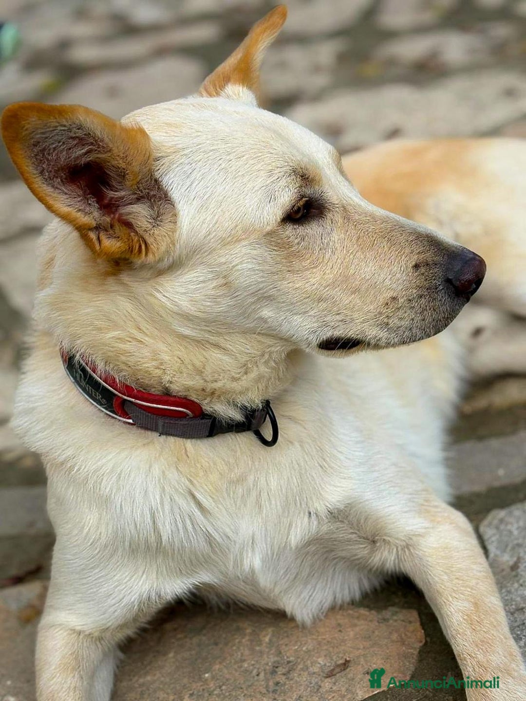 Meticcio cani in regalo: ROMEO 💙 -  vi farà innamorare! Energia pura! - Annuncio 3