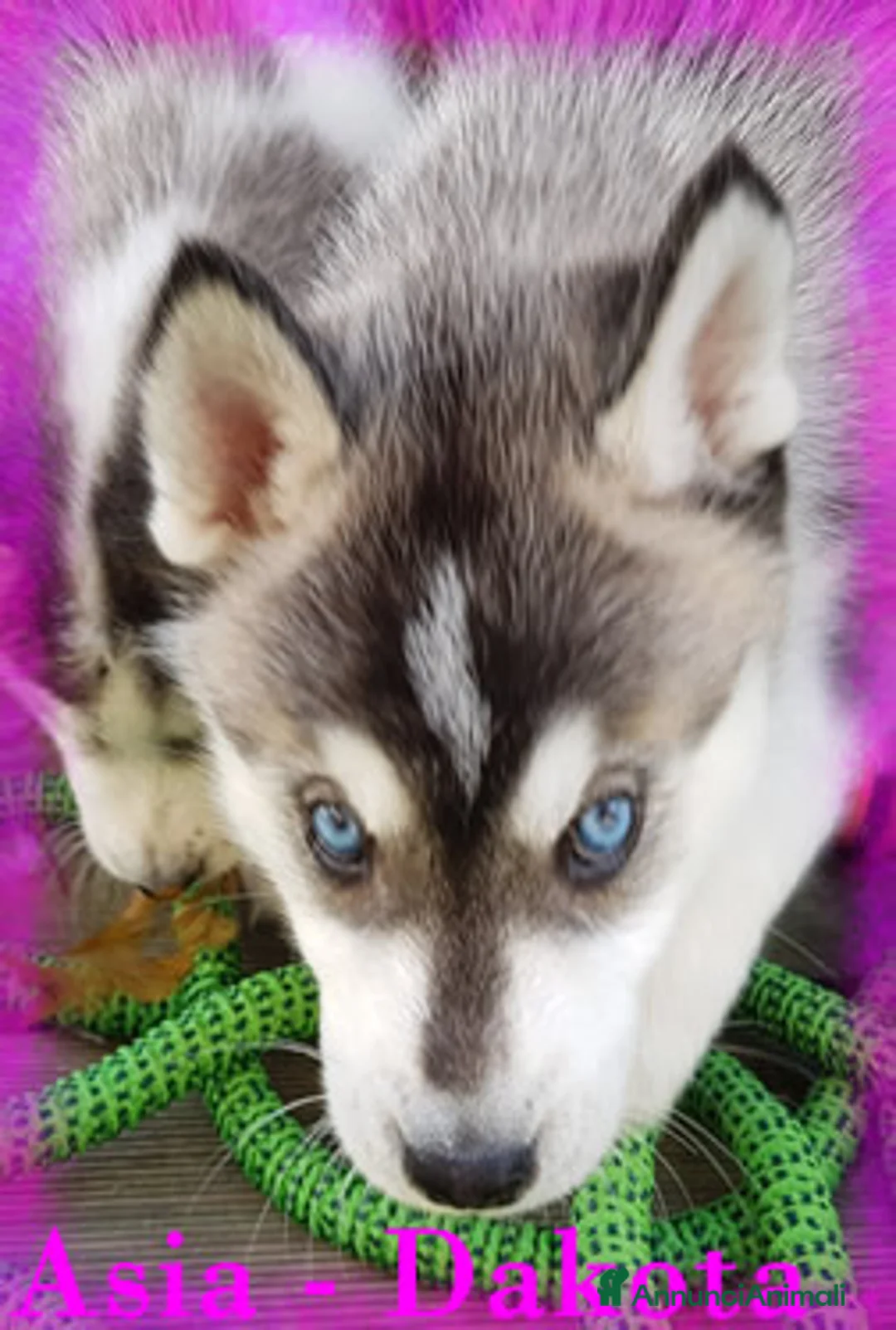 Immagine della galleria {{count}}