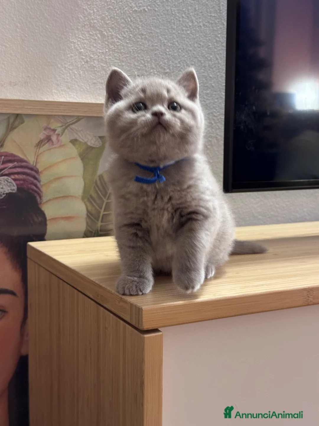 British gatti in vendita: Cucciolata color Lilac - Annuncio 4