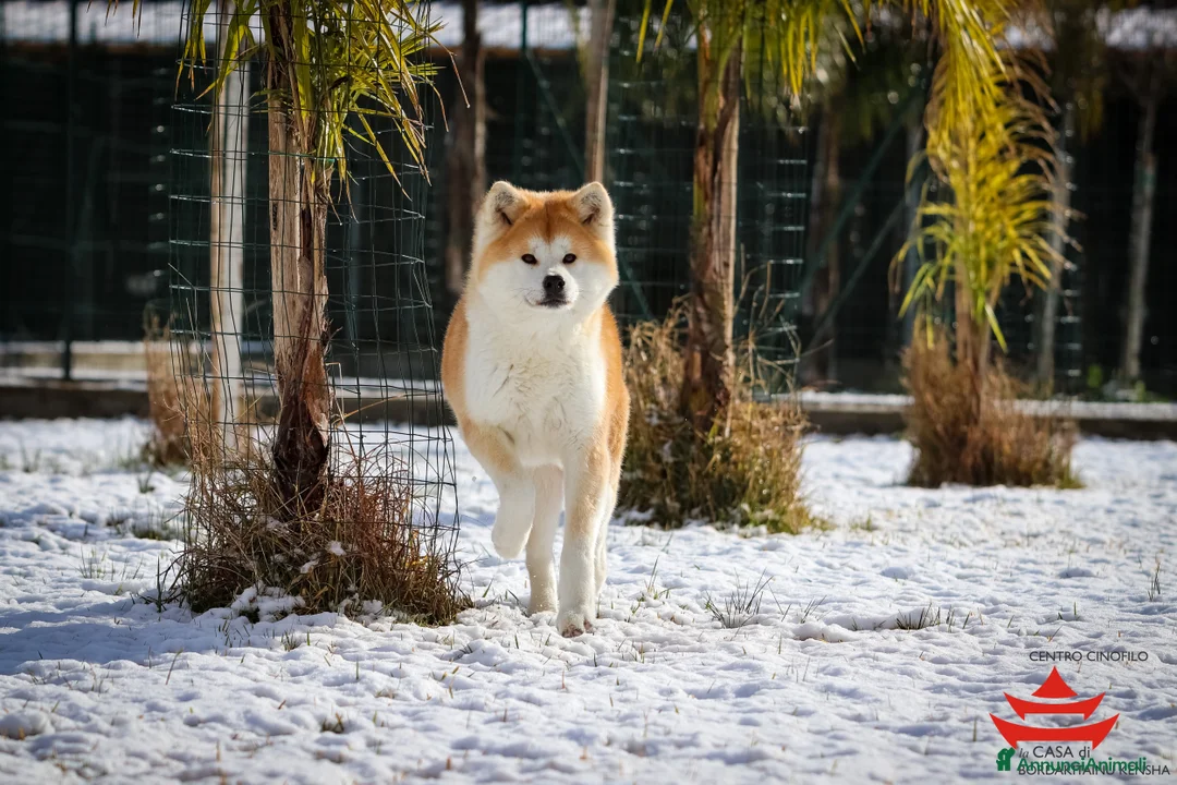 Immagine della galleria {{count}}