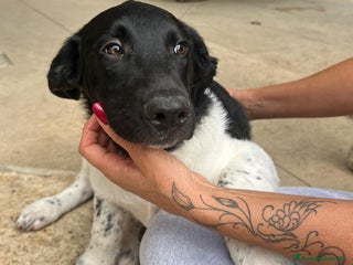 Meticcio cani CI ADOTTATE? - Annuncio 3