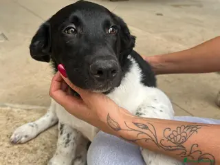 Meticcio cani CI ADOTTATE? - Annuncio 37