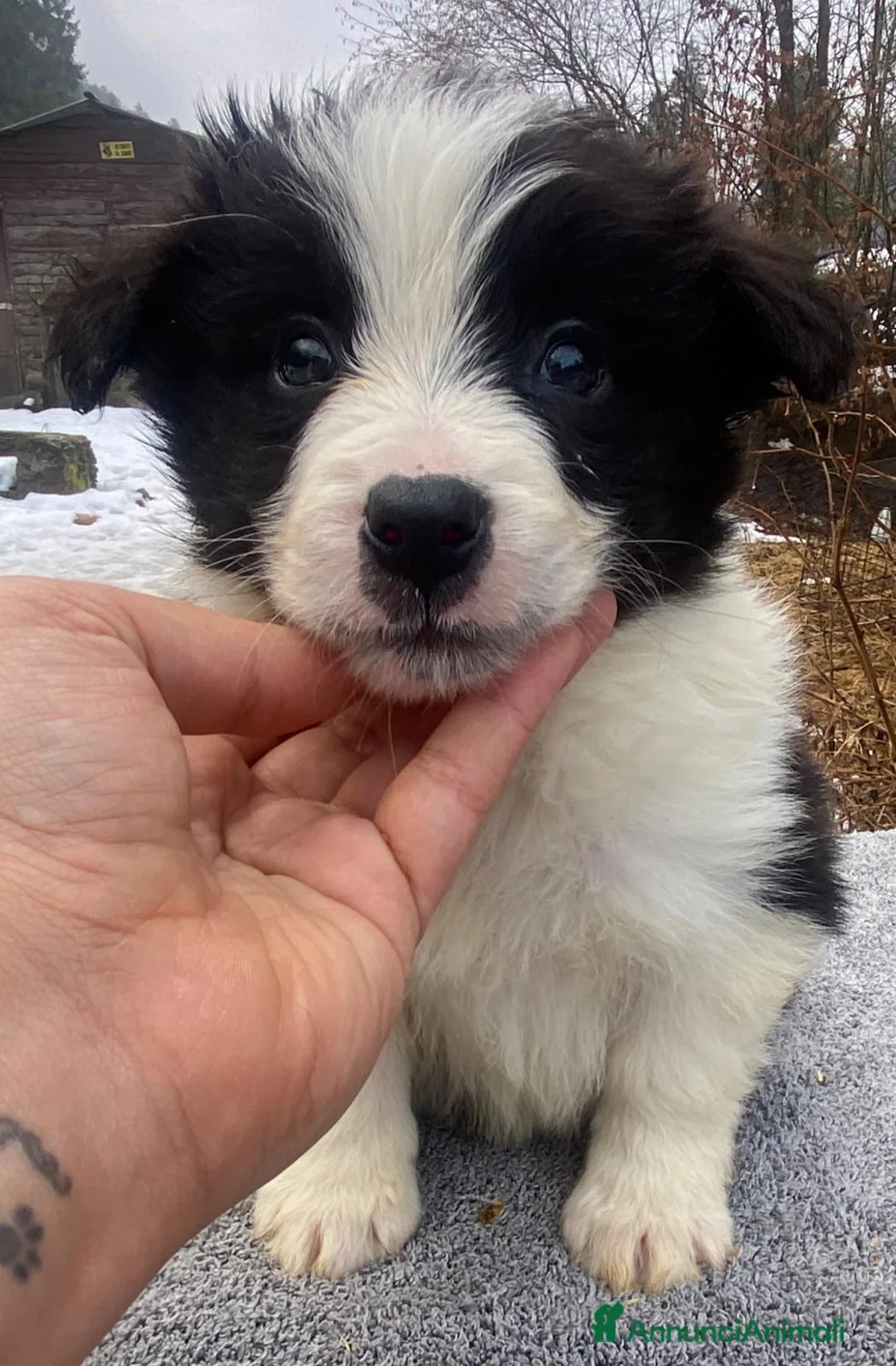 Border Collie cani in vendita: Border collie - Annuncio 3