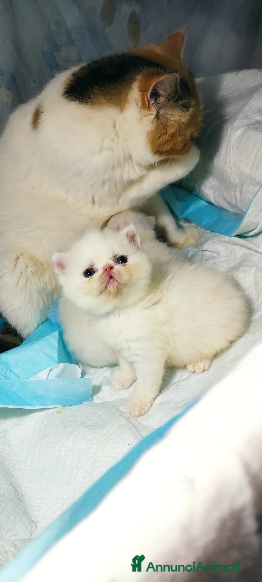 Exotic Shorthair gatti in vendita: Exotic short hair/persiano bianco - Annuncio 2