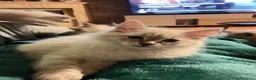 Siberiano gatti in vendita: LYRA - ULTIMA CUCCIOLA SIBERIANA IPOALLERGENICA - Annuncio 4
