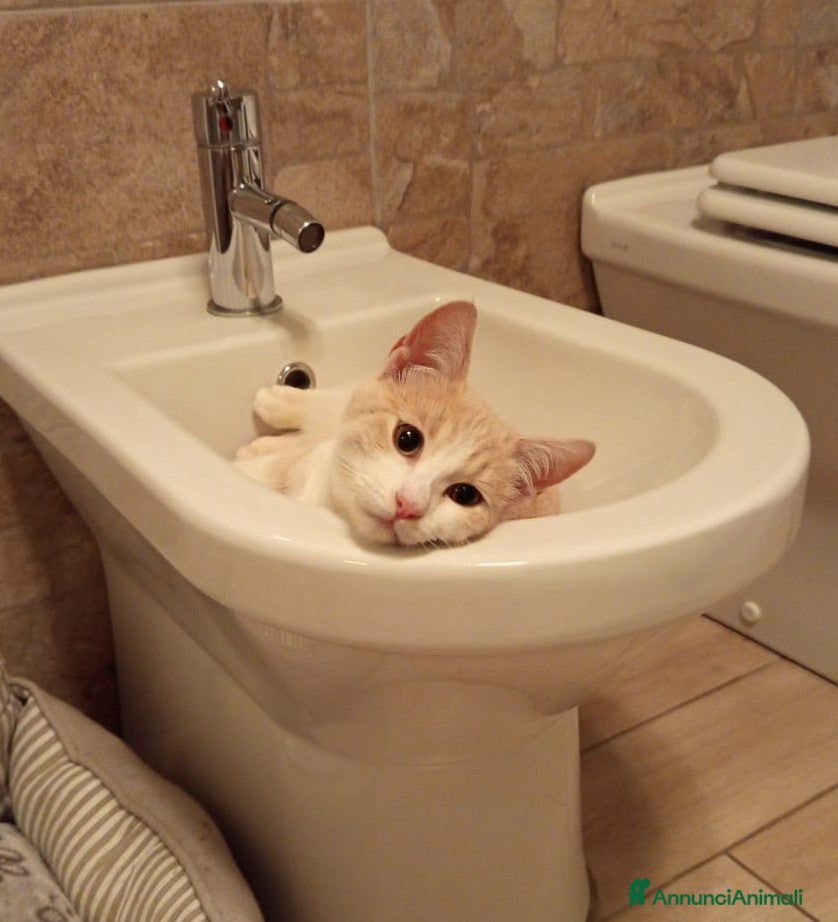 Meticcio gatti CHI ADOTTA LA BELLA PIMPI? - Annuncio 15