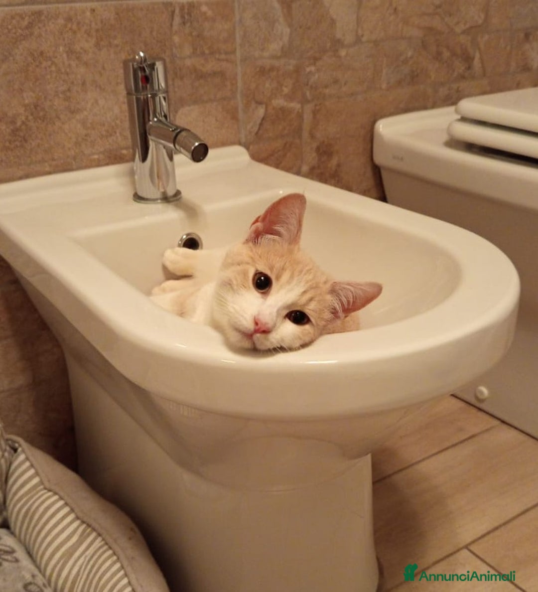 Meticcio gatti in regalo: CHI ADOTTA LA BELLA PIMPI? - Annuncio 1