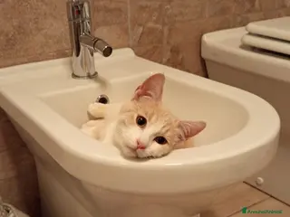 Meticcio gatti CHI ADOTTA LA BELLA PIMPI? - Annuncio 12