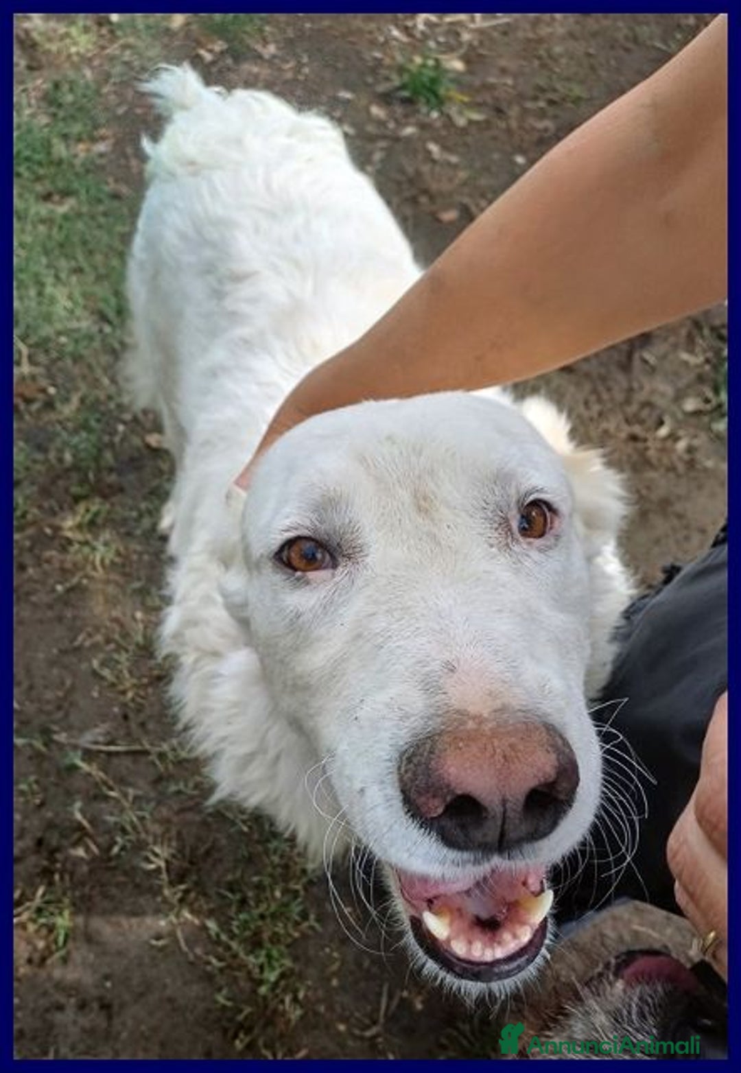 Meticcio cani in regalo: BOMBA giovane buona con tutti! tg abbondante - Immagine 6