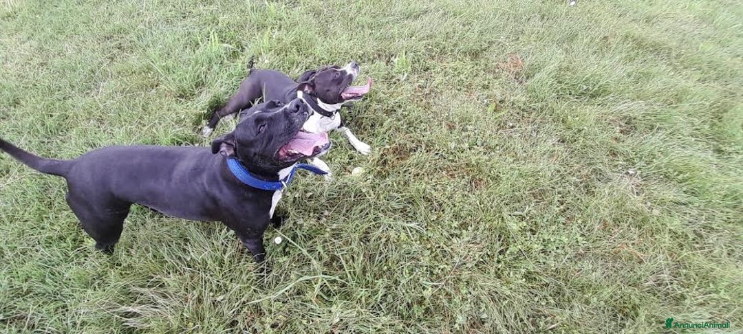 American Staffordshire cani in vendita: splendido cucciolo di amstaff - Annuncio 1