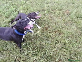 American Staffordshire cani splendido cucciolo di amstaff - Annuncio 5