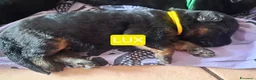 Pastore Tedesco cani in vendita: cuccioli pastore tedesco alta genealogia a Provincia di Varese - Annuncio 6