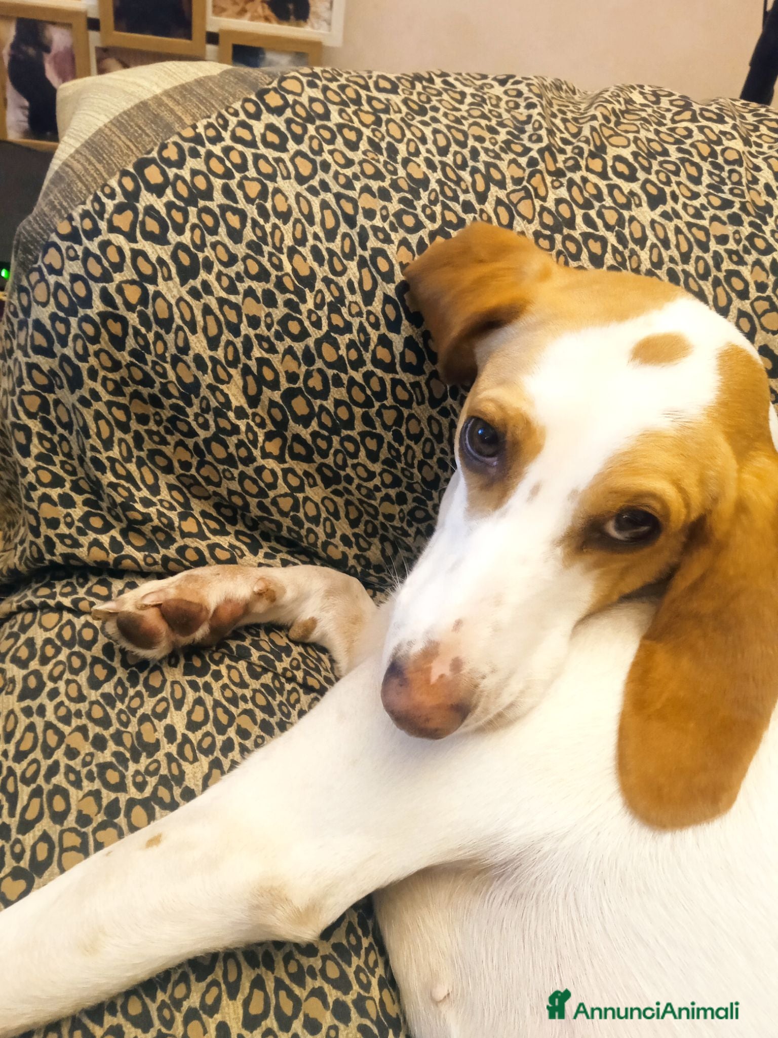 Segugio cani in regalo: Segugia in cerca di adozione - Annuncio 1