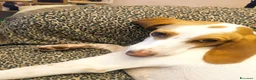 Segugio cani in regalo: Segugia in cerca di adozione - Annuncio 1