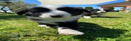Border Collie cani in vendita: Meravigliosi cuccioli con pedigree a Provincia di Ancona - Annuncio 3