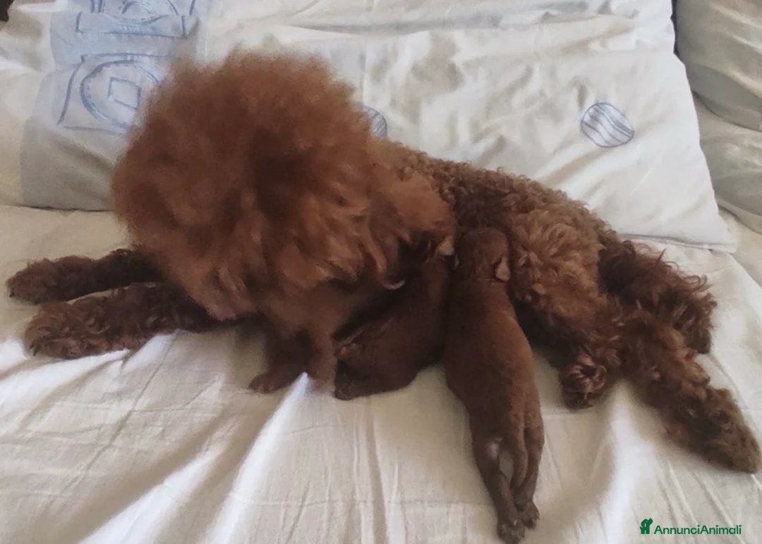 Barboncino Toy cani per accoppiamento: Accoppiamento con Teacup Poodle, Baby Face! - Annuncio 4