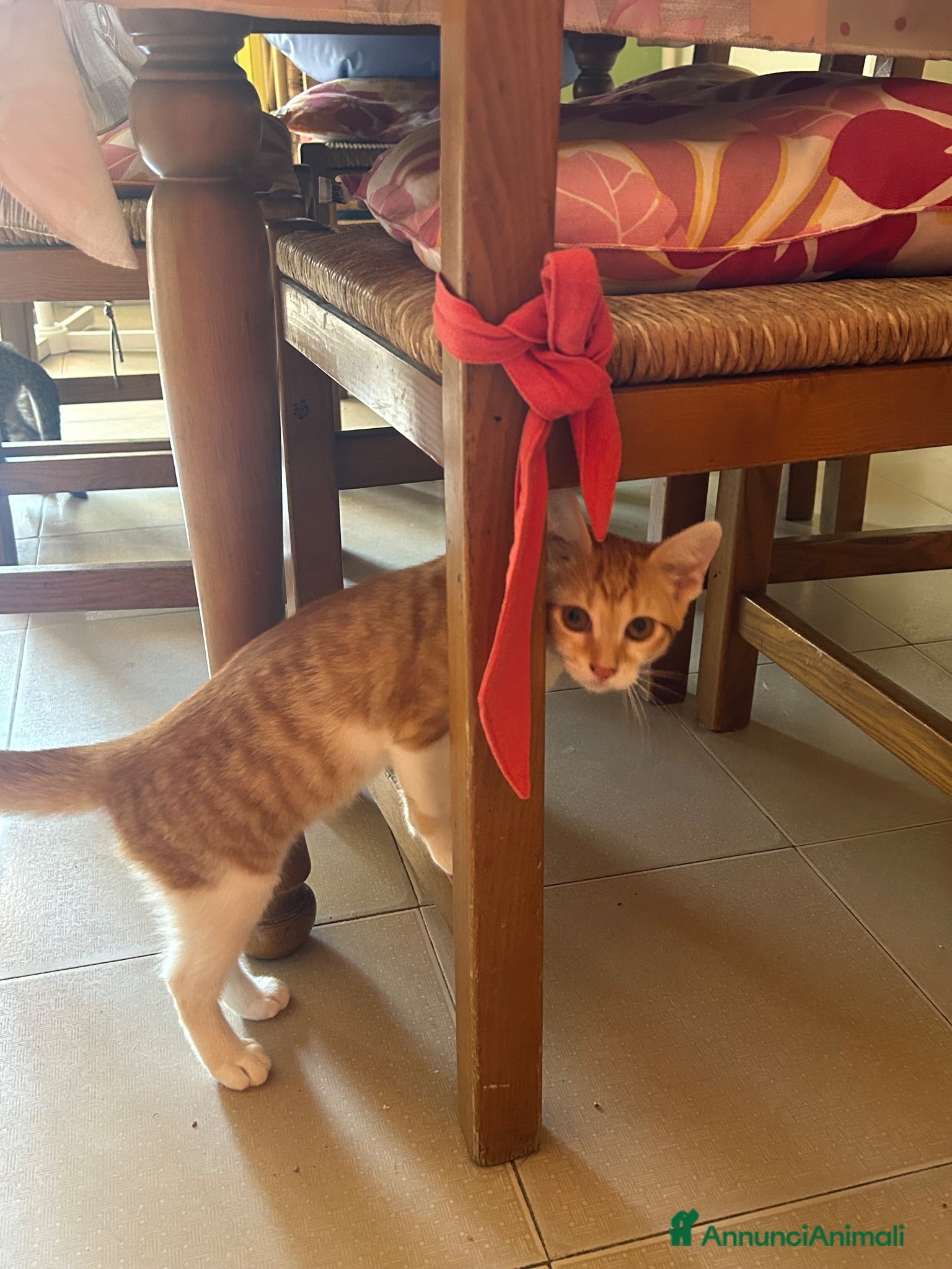 Meticcio gatti regalo gattini - Annuncio 3