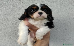 Cavalier King cani in vendita: Cavalier king con pedigree pronta da subito  a Provincia di Lecco - Immagine 3